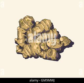 Ginger root. Vector. Stock Vector