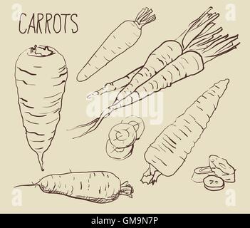 Set carrots isolated on white background. Stock Vector