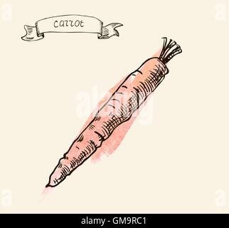 hand drawn vintage illustration of carrot Stock Vector