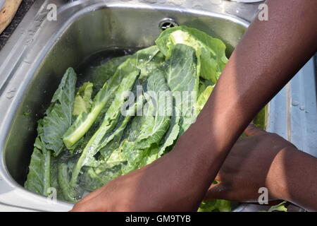 Spinach Being Washed in a Sink Stock Photo