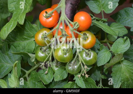 Unripe and Ripe Tomatoes Stock Photo