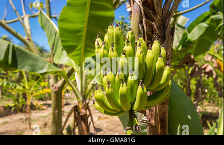 CABARETE, DOMINICAN REPUBLIC - Bunch of bananas growing on banana tree. Stock Photo