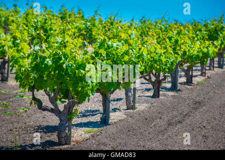California vineyard grape vines against blue sky Stock Photo