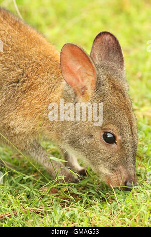 A Pademelon eating grass. Stock Photo