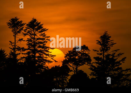 The sun setting behind trees while being subdued by the mist Stock Photo