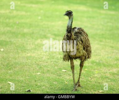 Portrait of an Emu with green background Stock Photo