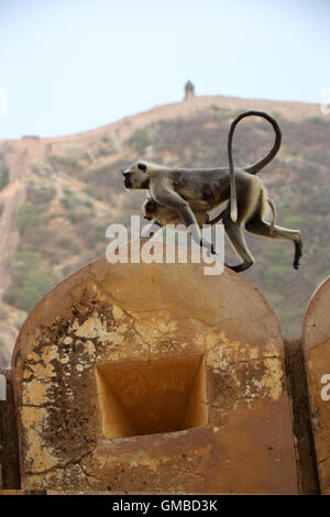 hanuman langur mother and baby running over the fort of Jaipur Stock Photo