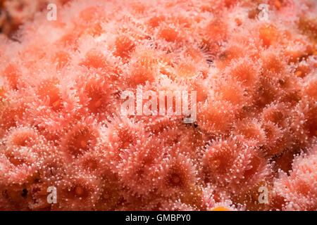 Strawberry anemone (Corynactis californica) at the Vancouver Aquarium in Vancouver, British Columbia, Canada. Stock Photo