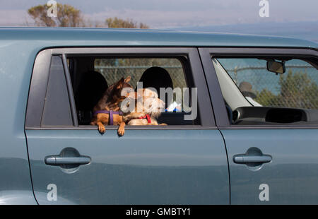Two Dogs Looking out of Car Window Stock Photo