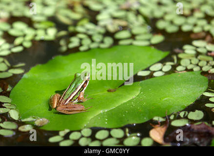 frog on water lily in a pond Stock Photo