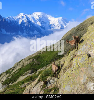 Ibex on the rocks with snowy peaks of Mont Blanc in the background  Chamonix Haute Savoie France Europe Stock Photo