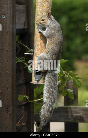 An adult grey squiirel on and feeding from a bird seed feeder, Berkshire, July Stock Photo