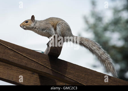 An adult grey squiirel in a jumping position escaping after raiding a bird feeder, Berkshire, July Stock Photo