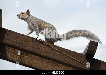 An adult grey squiirel in a jumping position escaping after raiding a bird feeder, Berkshire, July Stock Photo