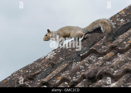 An adult grey squiirel, Sciurus carolinensis, on tiles on a house roof, Berkshire, July Stock Photo
