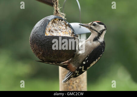 A juvenile great spotted woodpecked, Dendrocopos major, feeding from a fat and seed filled coconut shell