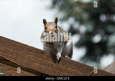 An adult grey squiirel. Sciurus carolinensis, lwatching from a wooden garden arch, Berkshire, July Stock Photo
