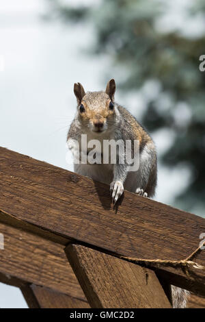 An adult grey squiirel. Sciurus carolinensis, lwatching from a wooden garden arch, Berkshire, July Stock Photo