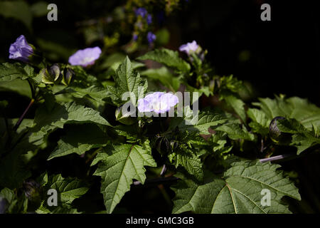 Nicandra blue bell shaped flower,sometimes known as Shoo fly plant showing flower and fruit Stock Photo