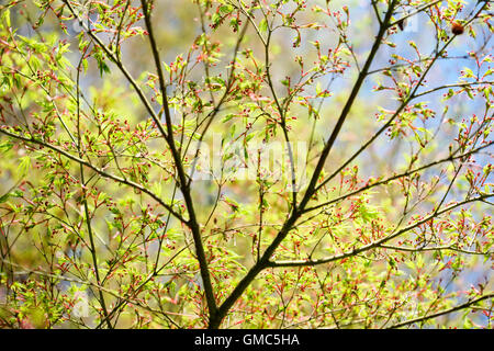 acer palmatum 'shinobuga oka' japanese maple - blue sky beautiful spring day Jane Ann Butler Photography JABP1603 Stock Photo