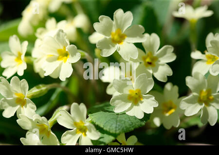 much loved early spring flower, the english primrose in full bloom Jane Ann Butler Photography JABP1604 Stock Photo