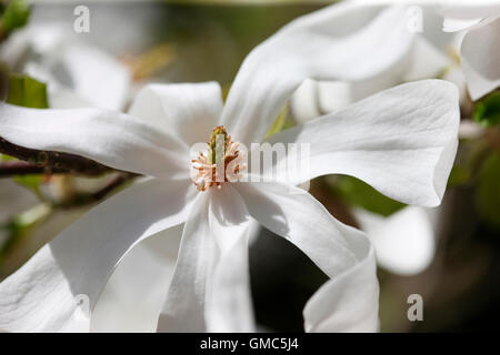 the stunning magnolia stellata 'merrill' an early Spring beauty Jane Ann Butler Photography JABP1606 Stock Photo