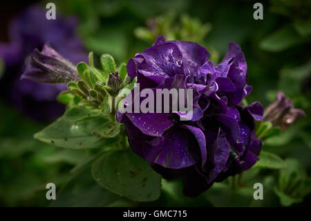 Plants and flowers, caribbean asian Stock Photo