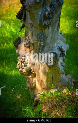 Plants and flowers, caribbean asian Stock Photo