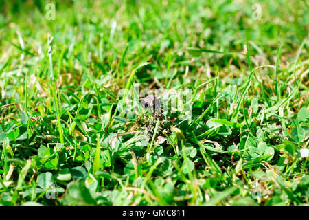 HOUSE FLY IN GRASS Stock Photo