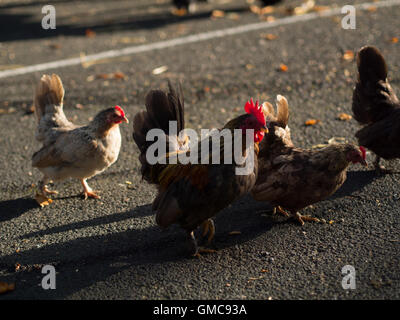 Chickens crossing a road Stock Photo