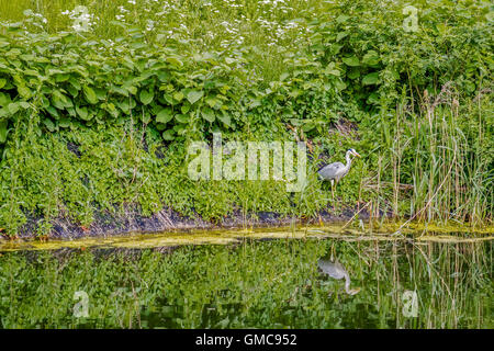 Grey Heron (Ardea cinerea) Copenhagen Denmark Stock Photo