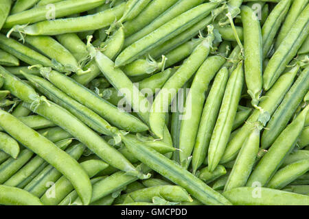 Green Pea pods in harvest bin 'Pisum sativum'. Stock Photo