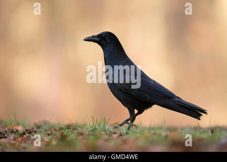 Carrion Crow / Rabenkraehe ( Corvus corone ) in beautiful autumn-colored surrounding taken from a low point of view, full body. Stock Photo