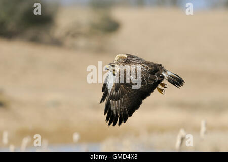 Common Buzzard / Buzzard / Maeusebussard ( Buteo buteo ) in flight over wetlands, full body, length side view, in its habitat. Stock Photo