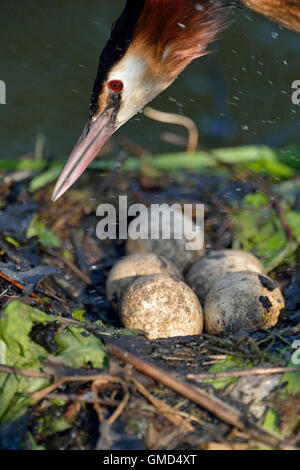 Great Crested Grebe / Haubentaucher ( Podiceps cristatus ), headshot, jumping on its nest, close up of a clutch of eggs.