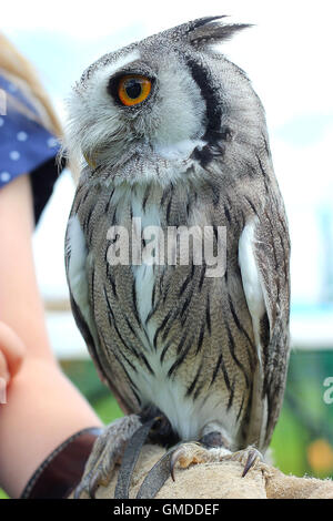 Southern white faced scops owl being held by a young girl at a falconry display. Captive male bird of prey . Stock Photo