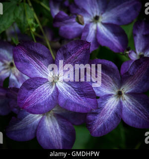 Stunning close up of Royal Purple Jackmanii Clematic in full bloom Stock Photo