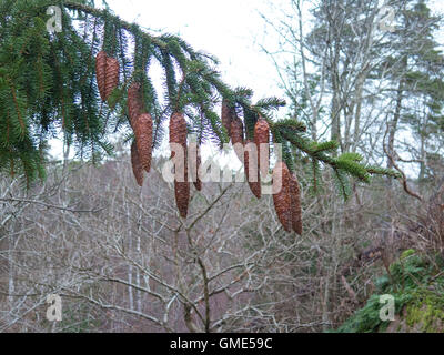 in early spring some fire cones on the tree Stock Photo