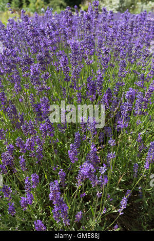 lavender flower bed  growing in summer. England UK Stock Photo