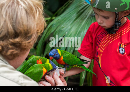 Child feeding tame rainbow lorikeets / Swainson's Lorikeet - colourful parrots native to Australia - by hand in zoo Stock Photo