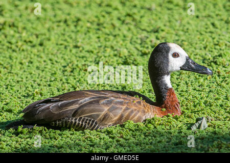 White-faced whistling duck (Dendrocygna viduata) swimming in pond, native to Africa and South America Stock Photo