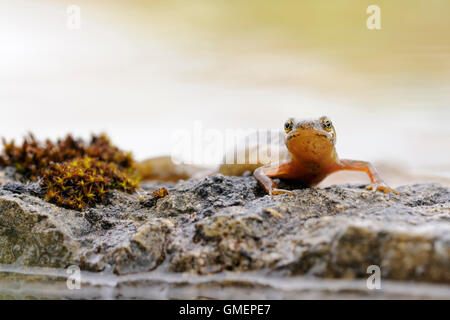 Common Newt / Smooth Newt / Teichmolch ( Lissotriton vulgaris ) shows his colorful throat relaxing on some stones at the edge of Stock Photo