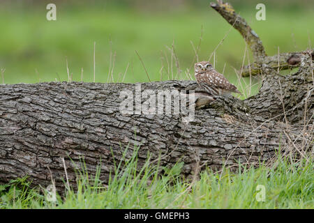 Attentive Little Owl / Minervas Owl / Steinkauz ( Athene noctua ) sits on an old fallen tree, ready to hide. Stock Photo
