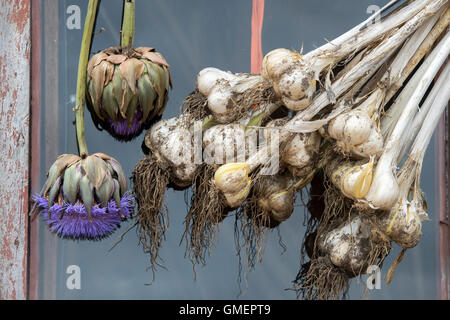Globe artichoke flowers and Elephant garlic bulbs hanging in front of a garden shed window Stock Photo