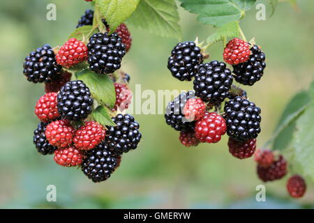 Ripe blackberries on branches Stock Photo