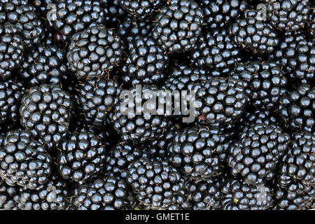 Fresh picked up blackberries Stock Photo