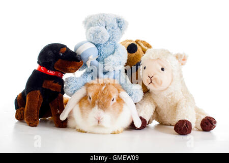 Trained pet white background studio photography. Cute animals close up photos. Purebreed show animal.'wo'ear eared funny bunny Stock Photo