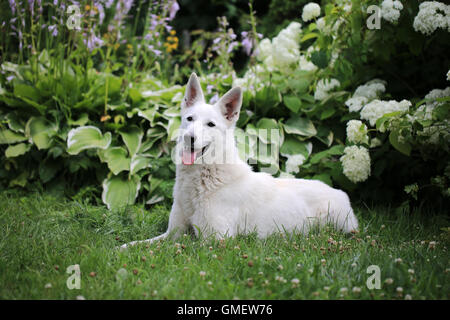 White Swiss Shepherd dog in the garden Stock Photo