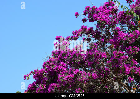 Purple bougainvillea flowers in the summer. Clambering plant against blue sky. Stock Photo