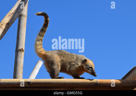 Ring tailed coati with long tail. Wild animal.